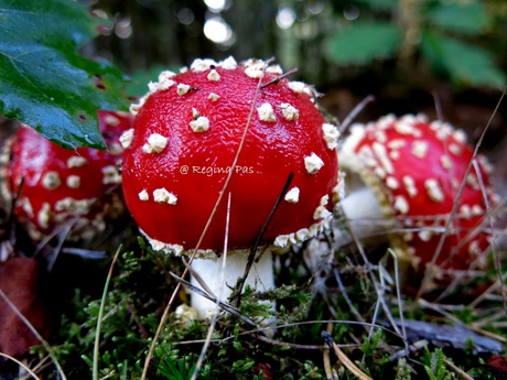 Rood met witte stippen