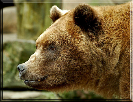 Grizzly close-up