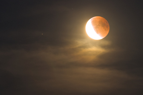 volbloed verduisterd