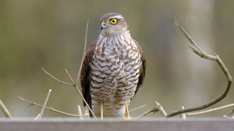 Sperwer in de achtertuin