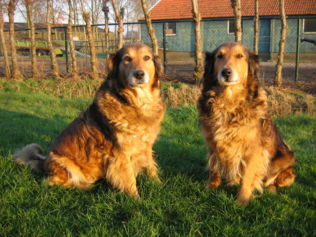 Lassie en Katja