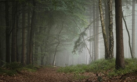 Herfst in het Mensingebos