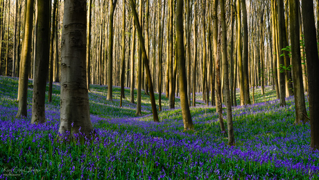 Hallerbos4