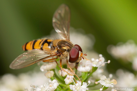 Snorzweefvlieg (Episyrphus balteatus)