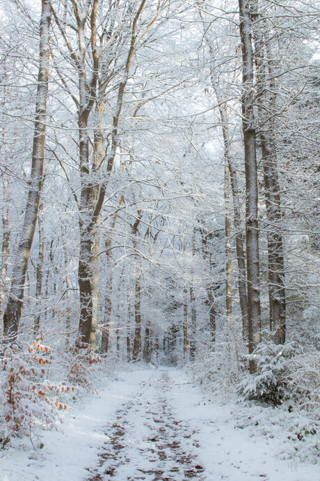 Sneeuw in het bos