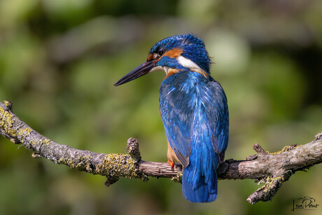 IJsvogel