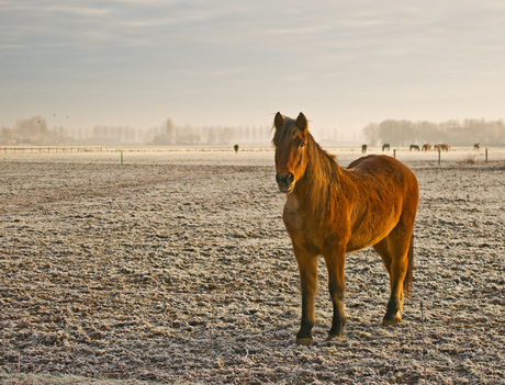 Paard in winterlandschap.