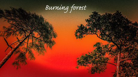 Burning Forest