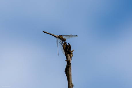 Nagenoeg geen vogels bij het vakantieadres,dan maar op insectenjacht.