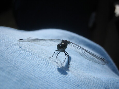 Blue dragonfly