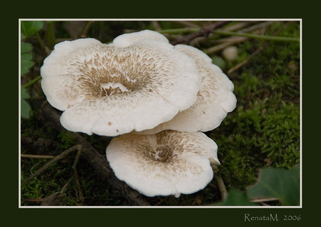 Paddestoelen