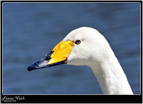 Wilde Zwaan