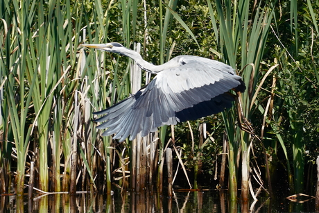 Blauwe reiger