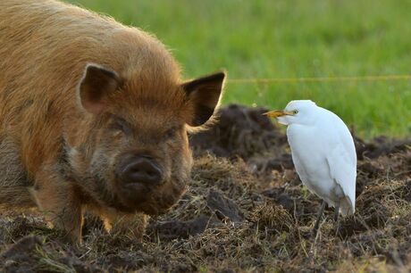 Koereiger sluit vriendschap