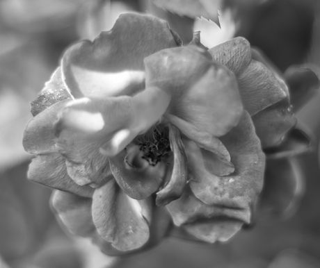 Rosa preto e branco