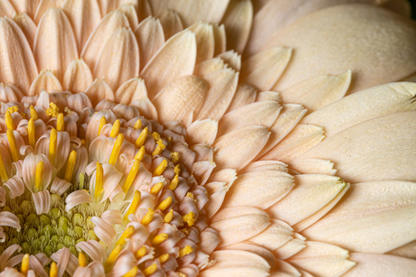 Zalm kleurige gerbera