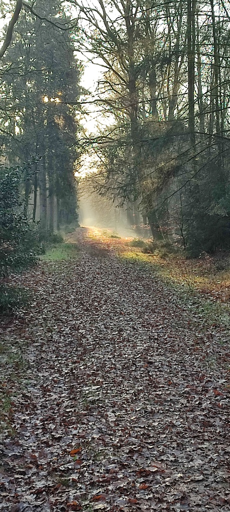 de natuur wijst