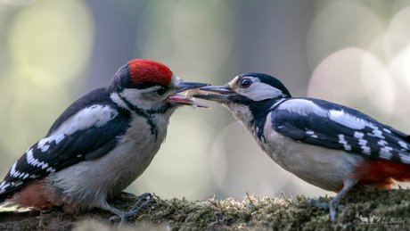 Feeding