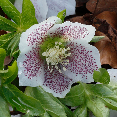 Helleborus