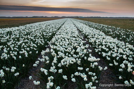 Bollenveld in avondsfeer 