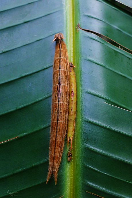 Moeder en jong samen 