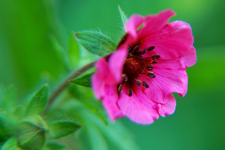 Potentile Nepalensis