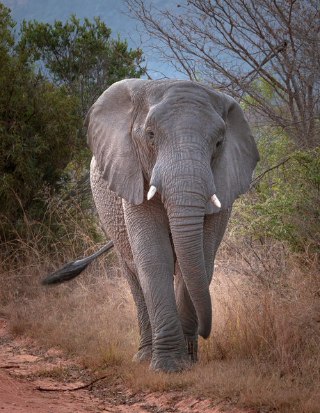 Happy Elephant