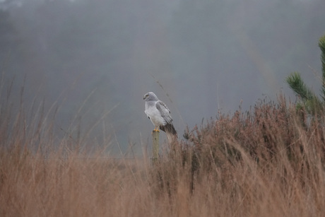 De Blauwe Kiekendief
