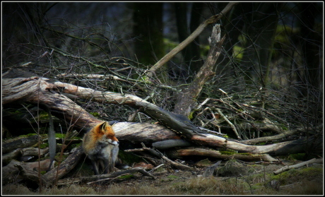 Sluwe kleine rover