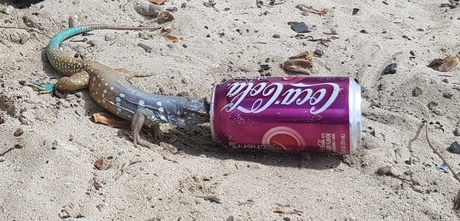 Hagedis op Bonaire ook dol op Coca-Cola