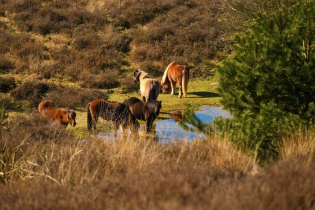 Wilde paarden Veluwezoom-Posbank