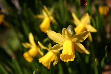 Bloemetje