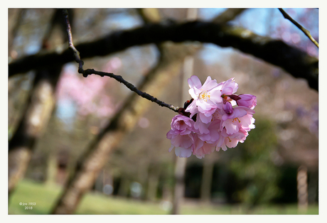 Lente in de Japanse tuin 1