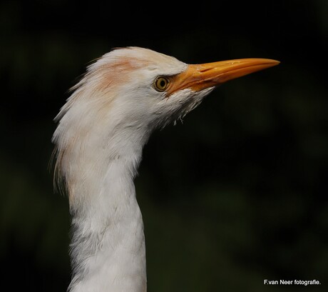 Koereiger.