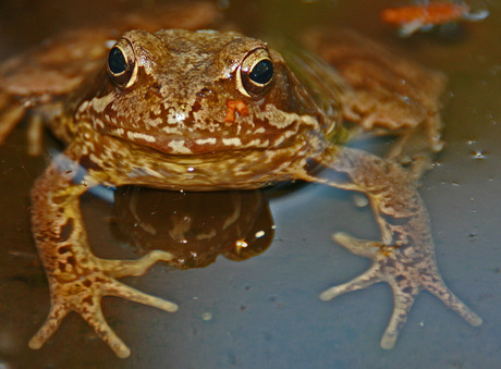frog eyes