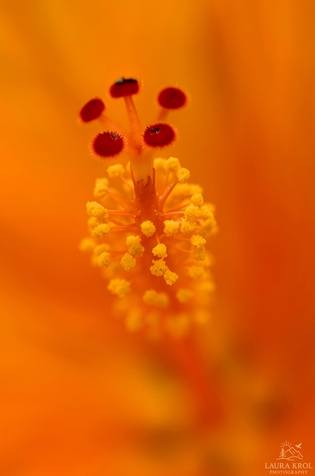 Het Hart van de Hibiscus