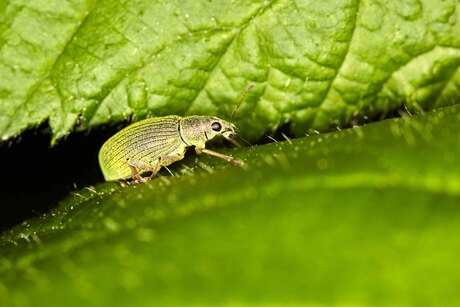 Groene struiksnuitkever