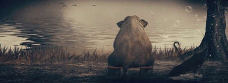 Lonely Elephant ...