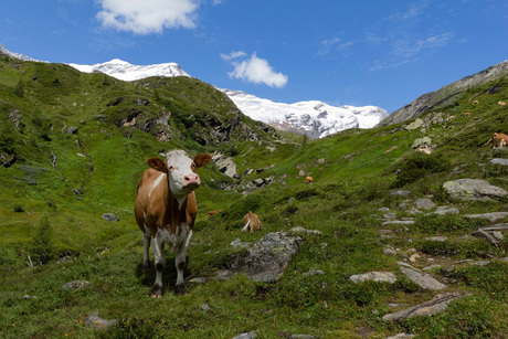 Koeien in de Alpen