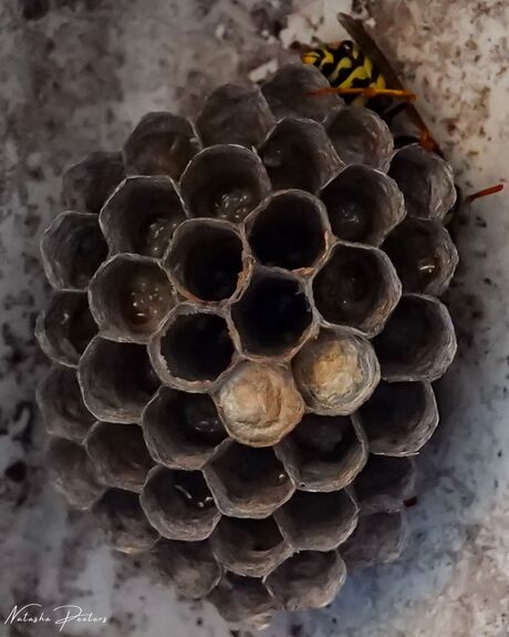 || Franse Veldwesp ||