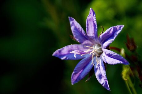 Campanula