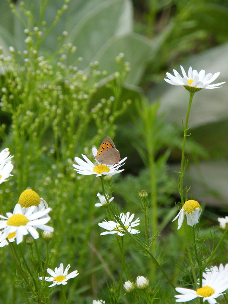 vlindertje