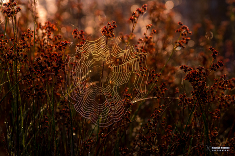 Spinneweb in de ochtend....