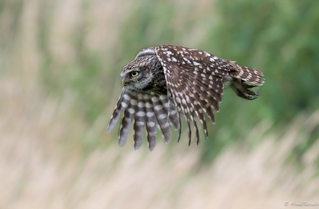 In flight