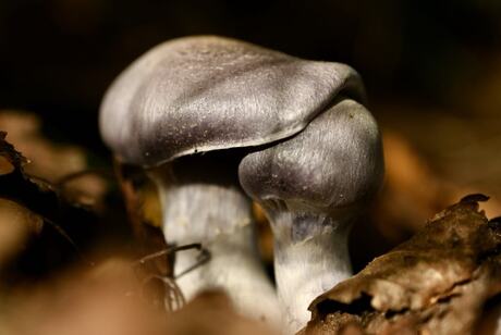 Onder moeders vleugel