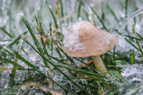 Frozen mushroom