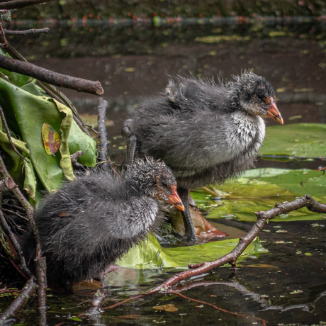 Jonge meerkoeten