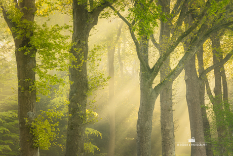 Mooi licht tussen de bomen