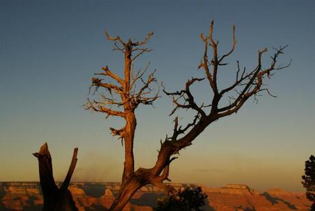 Grand Canyon Tree