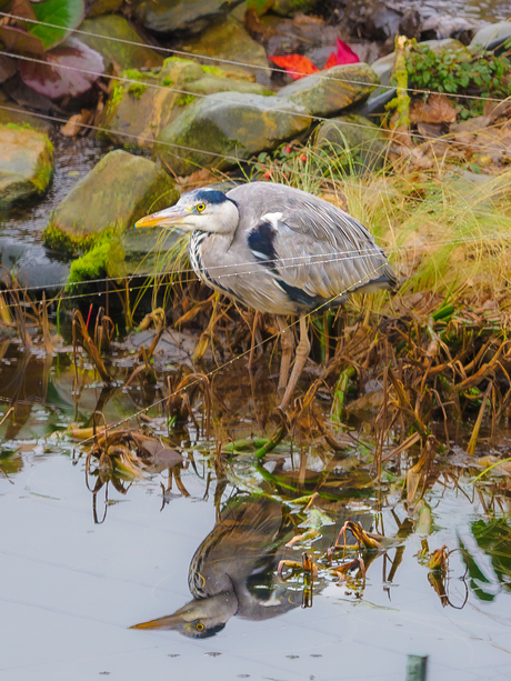 Reiger bij vijver